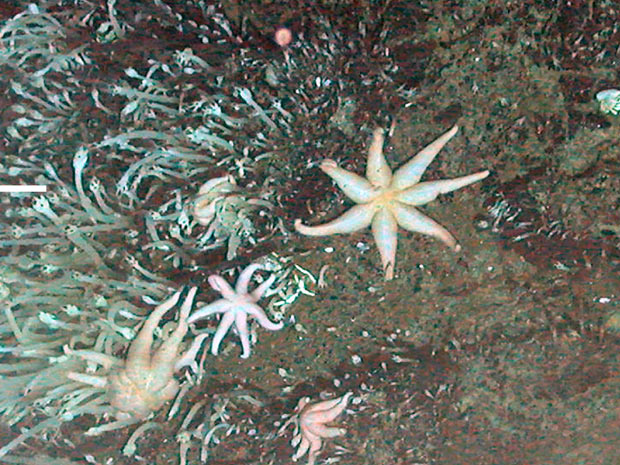 Estrela-do-mar encontrada nas profundezas do Mar Antártico tem sete pontas (Foto: Divulgação/Natural Environment Research Council ChEsSo)