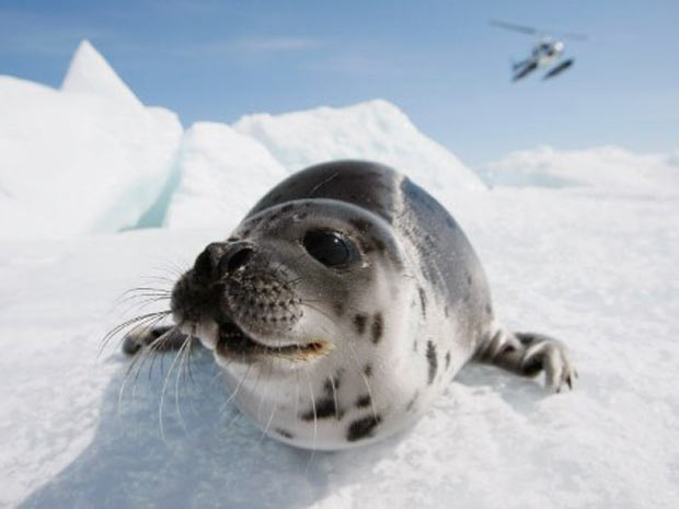 Exemplar de foca-harpa, encontrada na costa do Canadá e parte da Groelândia. Derretimento do gelo afeta reprodução da espécie. (Foto: Joe Raedle/Getty Images/AFP)