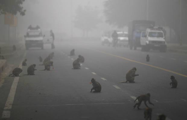 Dezenas de macacos congestionaram na terça-feira (3) uma estrada em Nova Déli, na Índia, para devorar frutas e outras comidas entregues por devotos hindus. (Foto: Saurabh Das/AP)