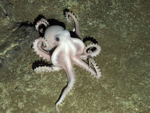 Imagem capturada no fundo do Oceano Atlântico Sul mostra nova espécie de polvo (Foto: Divulgação/Natural Environment Research Council ChEsSo)