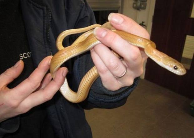 Cobra foi capturada após ser encontrada em um pub. (Foto: Reprodução/Scottish SPCA)