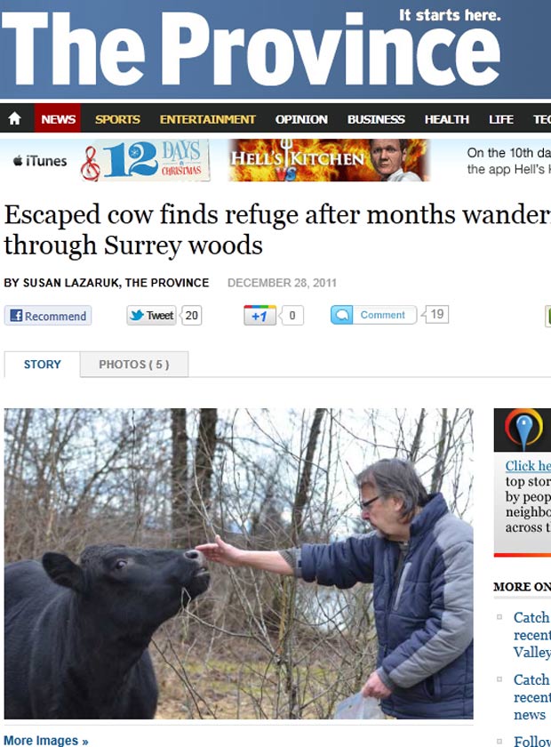 Vaca ficou nove meses escondida em uma floresta. (Foto: Reprodução)