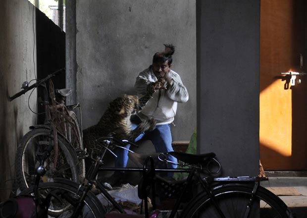 Leopardo ataca homem no bairro residencial de Silphukhur. (Foto: AFP)