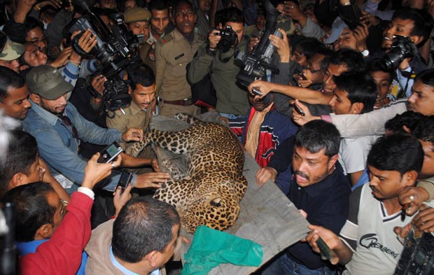 Animal foi capturado e levado para o zoológico de Assam. (Foto: AFP)