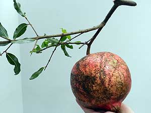 Agrônomo diz que nunca tinha visto um fruto deste tamanho (Foto: Henrique Mendes/G1)