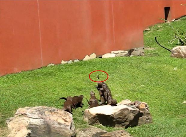 Vídeo mostra um grupo de lontras perseguindo uma borboleta. (Foto: Reprodução)