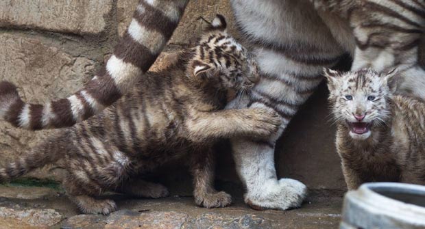 Filhote aproveitou a distração de sua mãe, Kiara, e mordeu uma de suas patas. (Foto: Jens Wolf/AFP)