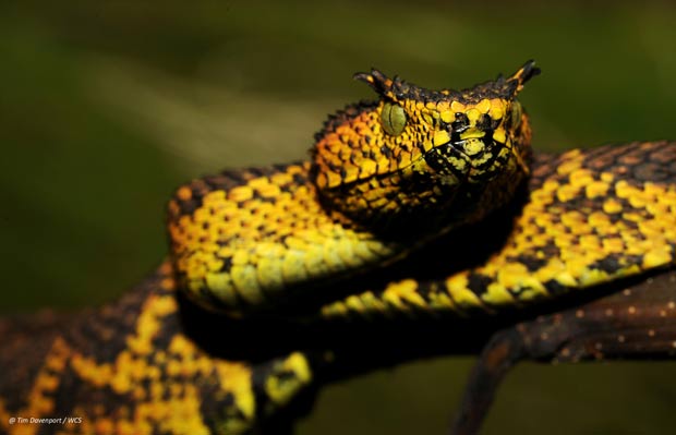Réptil preto e amarelo mede cerca de 60 cm. (Foto: WCS/AFP)
