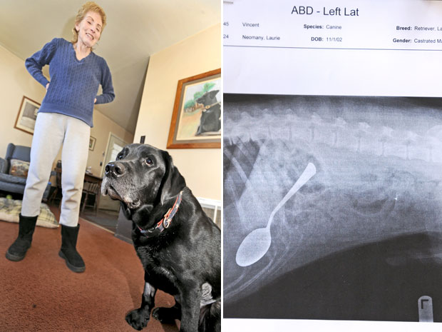 Laurie Neomany posa com o cão Vincent, de 9 anos. À direita, o raio-x mostra a colher dentro do estômago do animal (Foto: AP/Laura-Chase McGehee/The Annapolis Capital)