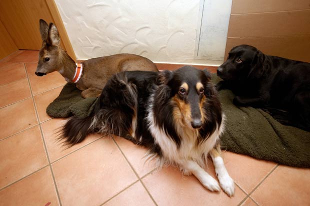 'Mia' com a labradora 'Josie' e a border collie 'Luna'. (Foto: Thomas Frey/AFP)