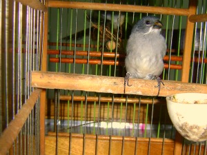 PMA multa criador de pássaros em MS (Foto: Divulgação/PMA)