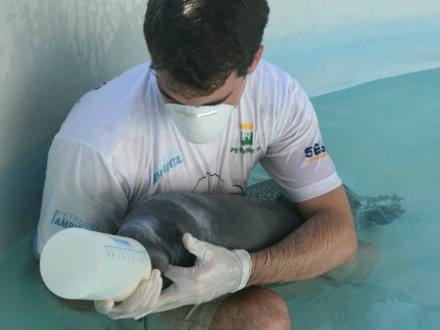 Animal ficou sob cuidados do instituto Aquasis desde o dia do resgate, em 25 de dezembro (Foto: Aquasis/Divulgação)