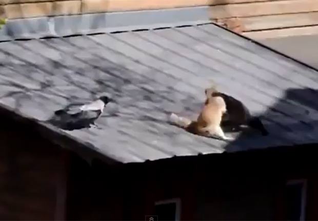 Vídeo mostra um corvo incitando uma briga entre dois gatos. (Foto: Reprodução/YouTube)