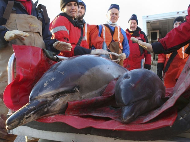 Equipes de resgate tentam salvar golfinhos que atolaram em Cape Cod (Foto: Julia Cumes/IFM/Handout/Reuters)
