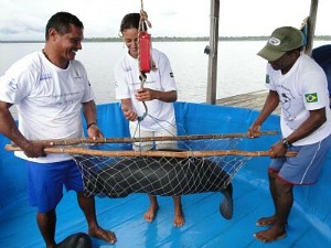 Centro recebe peixe-boi (Foto: Augusto Rodrigues/Instituto Mamirauá)