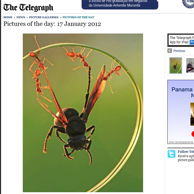 Formigas foram flagradas tentando capturar vespa. (Foto: Reprodução/Daily Telegraph)