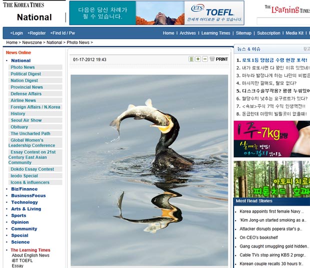 Corvo-marinho foi visto devorando peixe enorme na Coreia do Sul. (Foto: Reprodução/Korea Times)