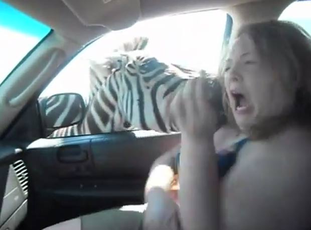Mulher se assustou ao ser atacada por zebra em parque safári. (Foto: Reprodução/YouTube)