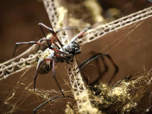 Fêmeas de aranhas da ilha de Madagascar produzem seda. (Foto: John Brown / via BBC)