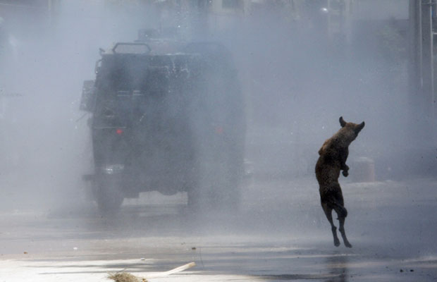 Cão 'dança' em meio a confronto no Chile (Foto: Victor Ruiz Caballero)