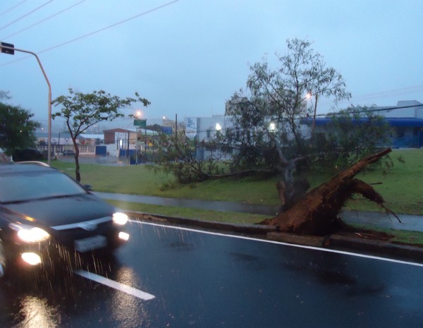 Na Avenida Professor Arthur Fonseca, no Jardim Emília, uma árvore de grande porte foi derrubada. (Foto: Mayco Geretti/ G1)