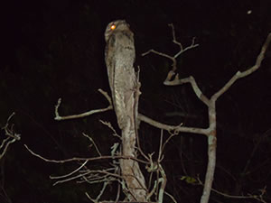 Pássaro Urutau tenta se camuflar entre os galhos das árvores (Foto: Fabiane Nascimento / Arquivo Pessoal)