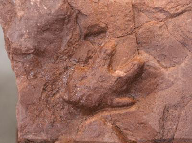 Pegada de dinossauro bebê é revelada na África do Sul. (Foto: D. Scott / PNAS / Divulgação)