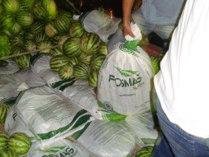 Maconha estava escondia sob carga de melancia.  (Foto: Divulgação Polícia Federal)