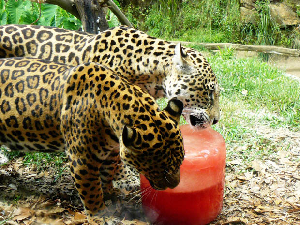 No calor, animais se refrescam no zoológico de Gramado (Foto: Caroline Zanchi / Divulgação)