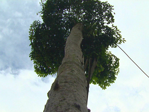 Seringueira possui 18 metros de comprimento (Foto: Reprodução/TV Amazonas)