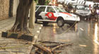 Árvore cai e bloqueia rua 
nos Jardins, SP (Gustavo Petro/G1)