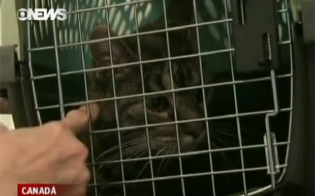 Gato se escondeu na cabine e atrasou avião por quatro horas. (Foto: Reprodução/Globo News)