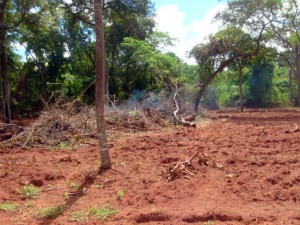 Agentes da polícia ambiental encontraram área desmatada ilegalmente (Foto: Divulgação/PMA)