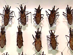 Doença de chagas é transmitida pelo inseto barbeiro (Foto: Reprodução/TVAM)