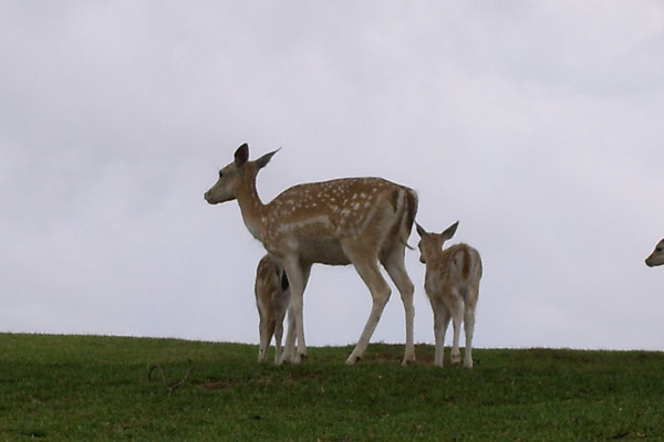 Filhotes de cervo-dama nasceram neste verão no Pampas Safári de Gravataí (Foto: Anelise Febernati/Pampas Safari/divulgação)