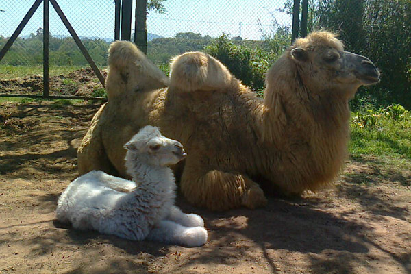 Filhote fêmea de camelo nasceu neste verão no Pampas Safari (Foto: Anelise Febernati/Pampas Safari/divulgação)