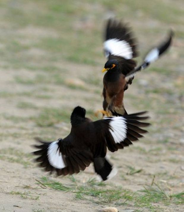 Em outubro de 2011, Com golpes que lembram lutas de artes marciais, dois pássaros foram fotografados lutando em um parque no Nepal.  (Foto: Prakash Mathema/AFP)