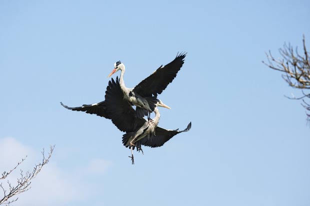 Em abril de 2011, duas garças foram vistas brigando por território no parque de Cabárceno, na Espanha. O combate aéreo ocorreu, já que ambas as aves pretendiam construir seu ninho na mesma árvore. (Foto: Marina Cano/Barcroft Media/Getty Images)