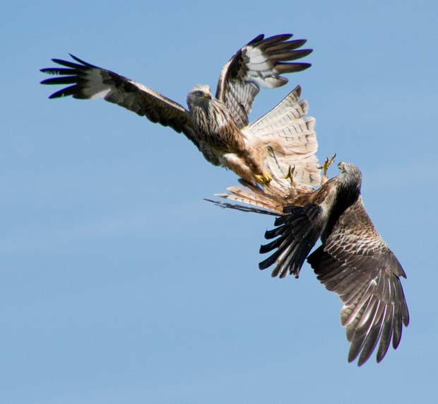 Em março de 2011, dois milhafres-reais foram flagrados em um combate em pleno voo em Brynnamman, no País de Gales. O duelo entre as aves de rapina foi registrado pelo fotógrafo Gareth Scanlon. (Foto: Gareth Scanlon/Barcroft Media/Getty Images)