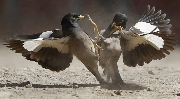 Em abril de 2011, dois pássaros foram flagrados brigando perto da aldeia de Jelawar no vale de Arghandab, no Afeganistão.  (Foto: Bob Strong/Reuters)