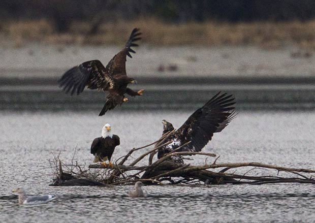 ob os olhares de uma águia adulta, dois filhotes foram fotografados em dezembro de 2011 brigando por comida no rio Fraser, em Harrison Mills, na Colúmbia Britânica, no Canadá. (Foto: Andy Clark/AP)