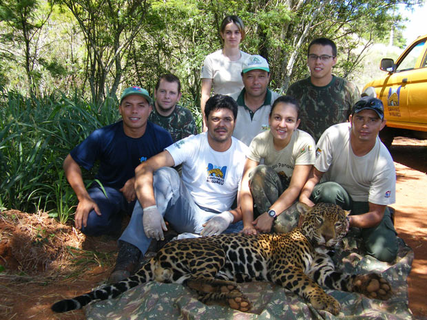 Equipe do projeto Carnívoros do Iguaçu posa com a onça Sancho (Foto: Divulgação/ Projeto Carnívoros do Iguaçu)