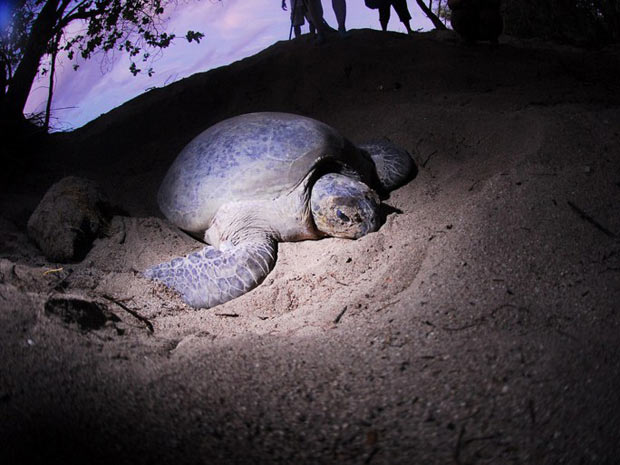Foto da Conservation International mostra momento em que a tartaruga coloca seus ovos (Foto: AFP / A. G. Sano / Conservation International)