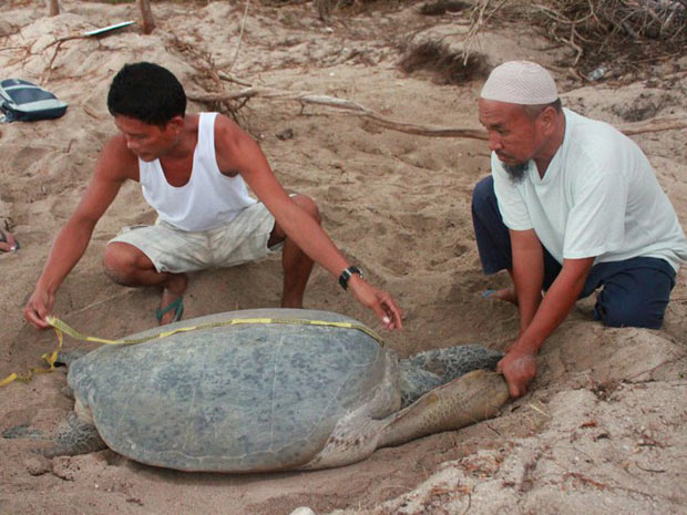 Moradores da Ilha de Tartaruga medem espécime; eles ajudaram na conservação da espécie (Foto: AFP / Rina Bernabe / Conservation International)