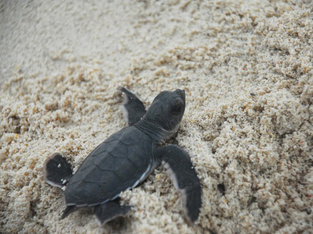 Filhote nascido no baby boom de tartarugas verdes realiza seus primeiros movimentos (Foto: AFP / A. G. Sano / Conservation International)