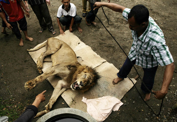 O leão africano Oni é capturado após sua fuga no zoo indonésio (Foto: Andry Prasetyo/Reuters)