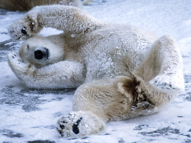 Urso polar na Alemanha (Foto: Maja Hitij/AP)