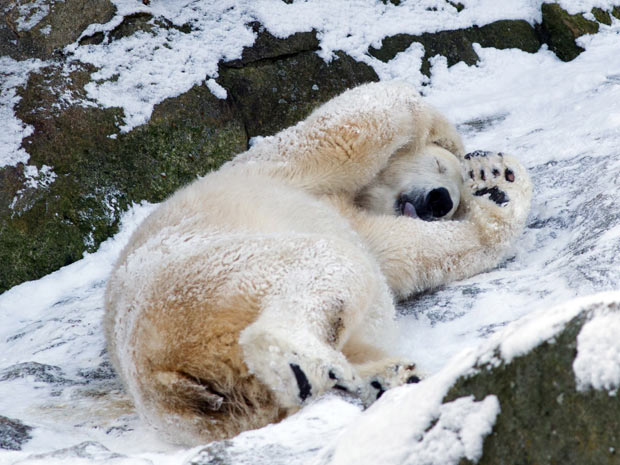 Urso polar na Alemanha (Foto: Maja Hitij/AP)