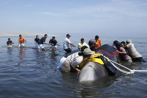 Gardas florestais, pescadores e moradores tentam desencalhar baleia no Peru. (Foto: Reuters)