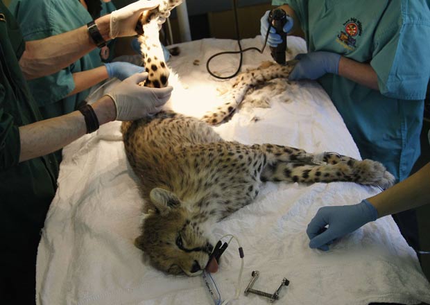 Guepardo passou por uma cirurgia no zoológico de Chester. (Foto: Phil Noble/Reuters)